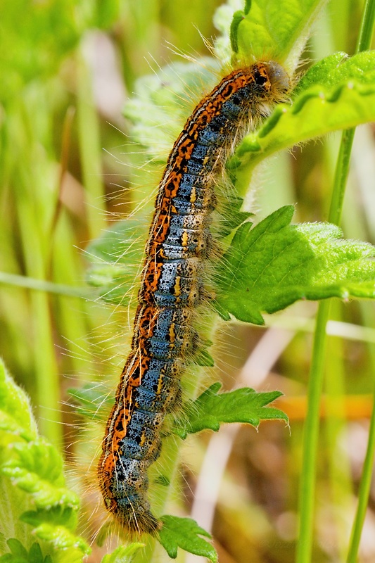 priadkovec mliečnikový Malacosoma castrensis