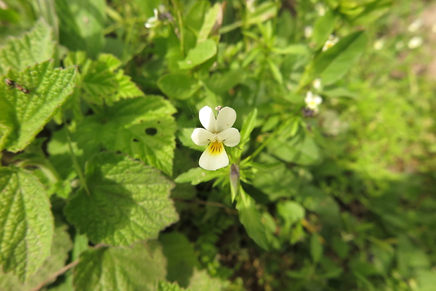 fialka roľná Viola arvensis Murray