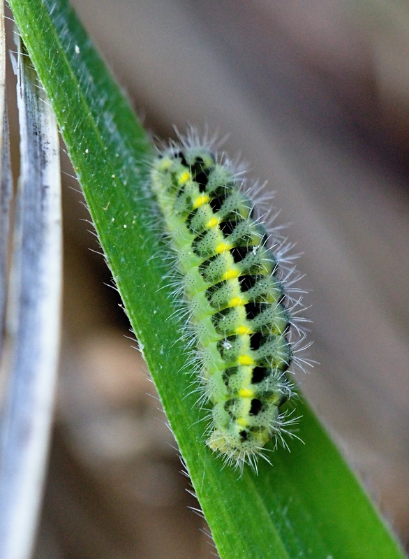 vretienka vičencová  Zygaena carniolica