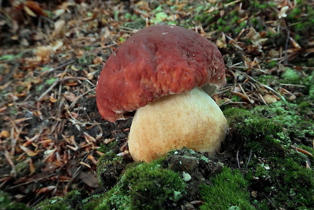 hríb sosnový Boletus pinophilus Pil. et Dermek in Pil.