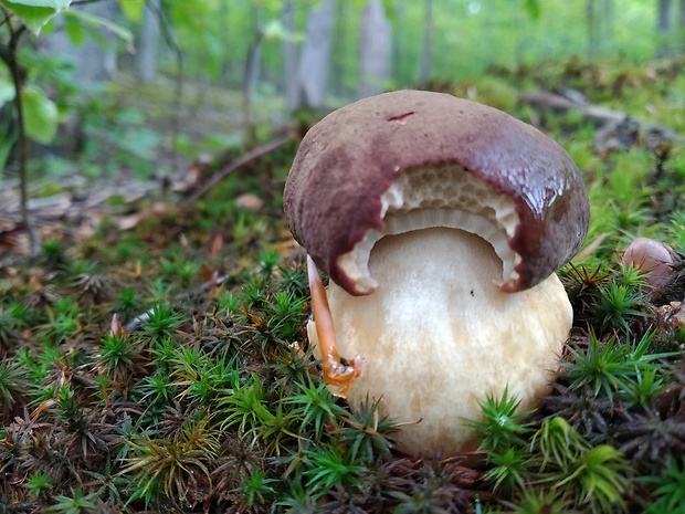 hríb sosnový Boletus pinophilus Pil. et Dermek in Pil.