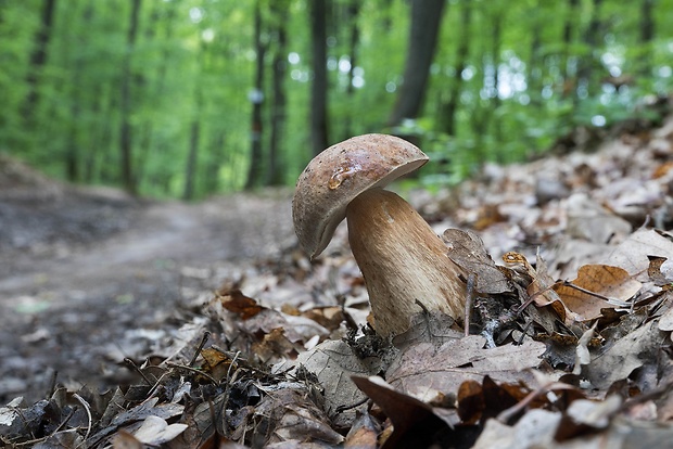 hríb dubový Boletus reticulatus Schaeff.