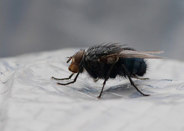 bzučivka obyčajná Calliphora vicina (Calliphoridae)