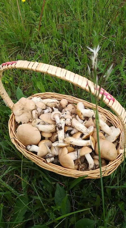 čírovnica májová Calocybe gambosa (Fr.) Donk