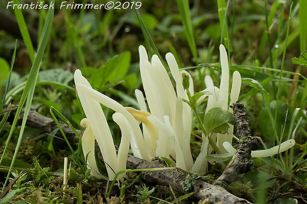 kyjačik lámavý Clavaria fragilis Holmsk.