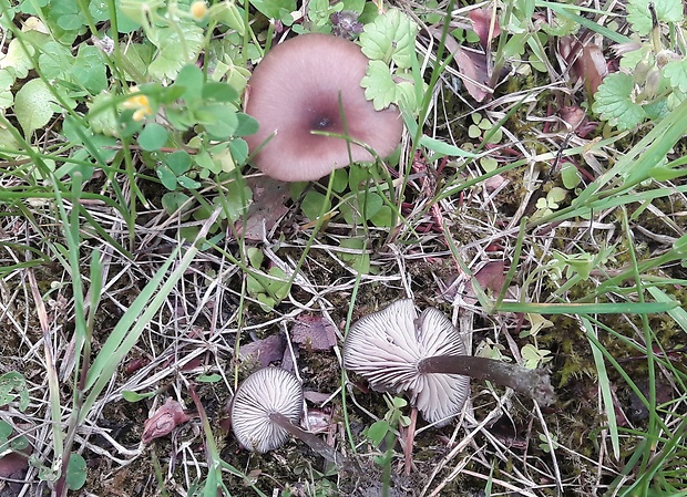 hodvábnica Entoloma sericeoides (J.E. Lange) Noordel.