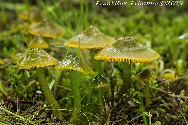 lúčnica žltozelená Gliophorus psittacinus (Schaeff.) Herink