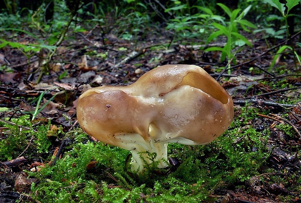 chriapač kalíškovitý Helvella acetabulum (L.) Quél.