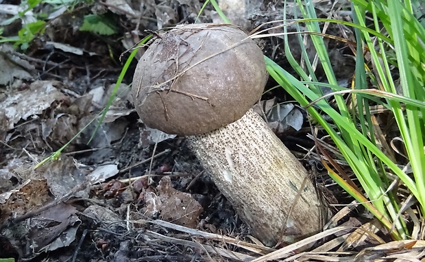 kozák topoľový Leccinum duriusculum (Schulzer ex Kalchbr.) Singer