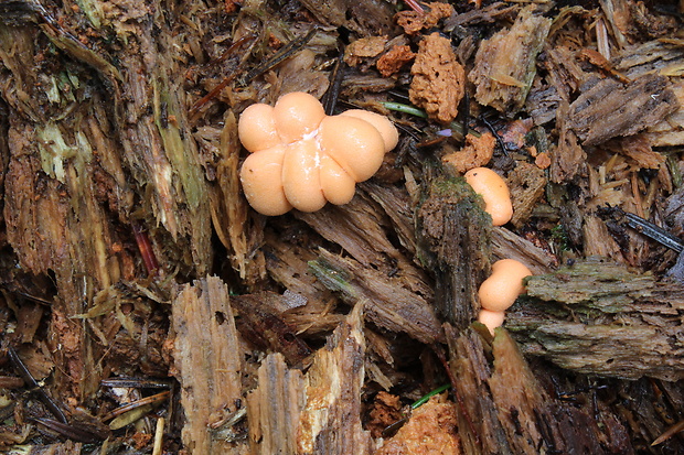 vlčinka Lycogala sp.