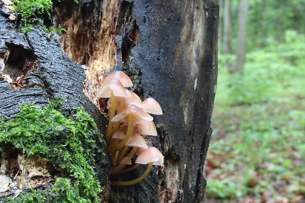 prilbička žltohlúbiková Mycena renati Quél.