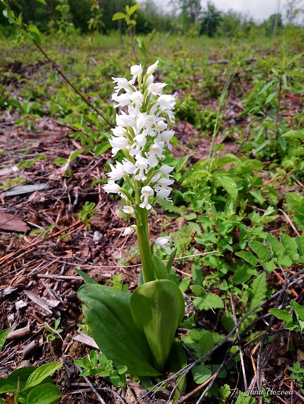 vstavač vojenský Orchis militaris L.