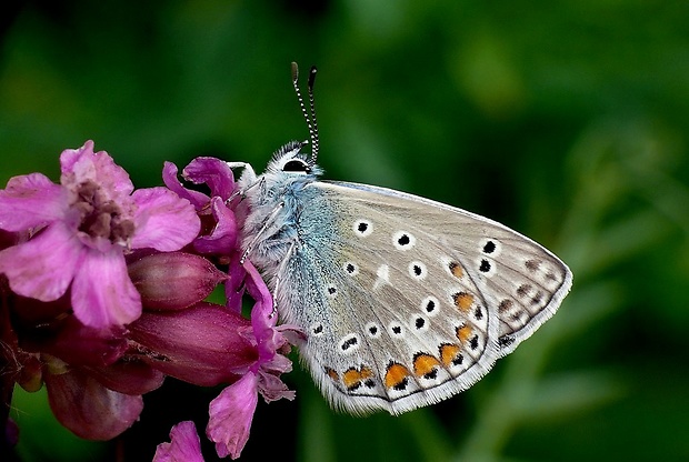 modráčik obyčajný (sk) / modrásek jehlicový (cz) Polyommatus icarus Rottemburg, 1775