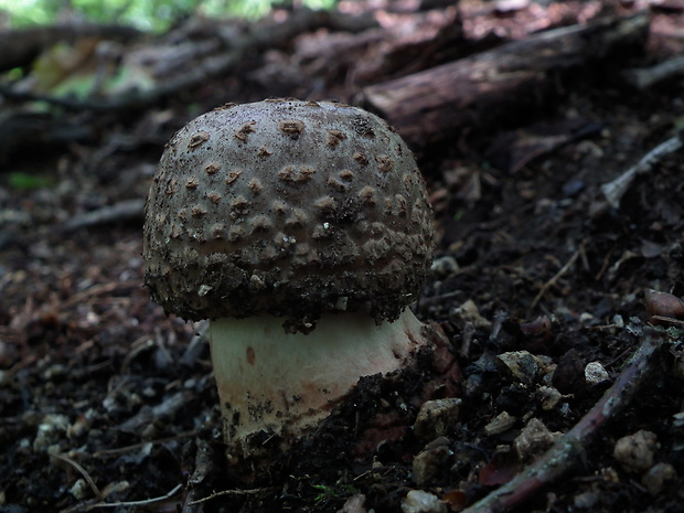 muchotrávka červenkastá Amanita rubescens Pers.