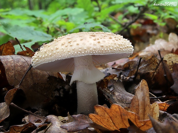 muchotrávka červenkastá Amanita rubescens Pers.