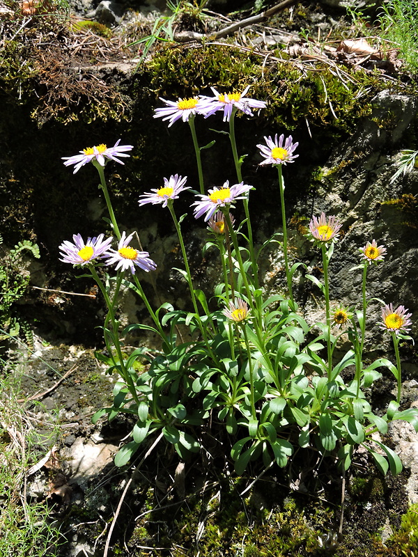 astra alpínska Aster alpinus L.