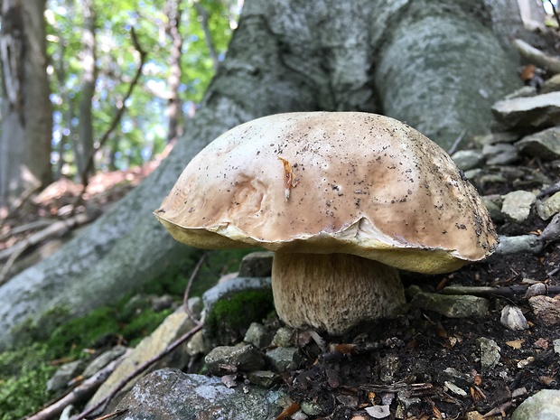 hríb smrekový Boletus edulis Bull.