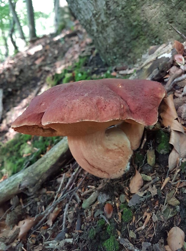 hríb sosnový Boletus pinophilus Pil. et Dermek in Pil.