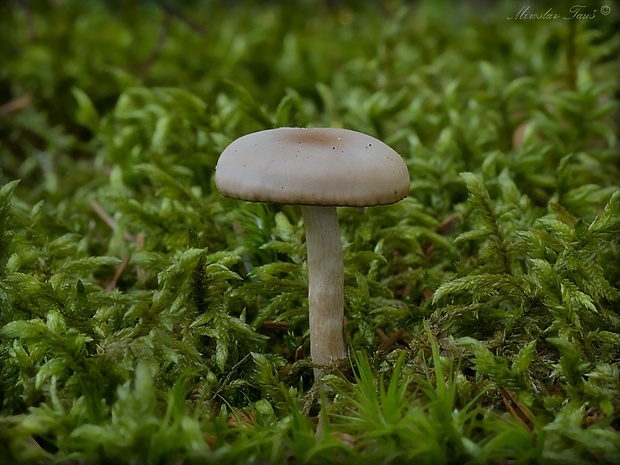 strmuľka voňavá Clitocybe fragrans (With.) P. Kumm.