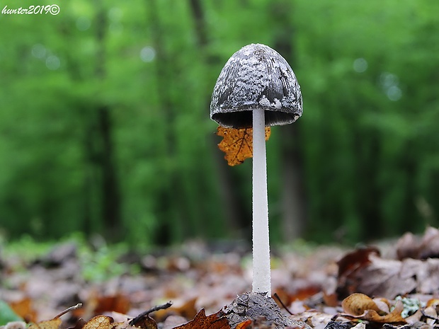 hnojník strakatý Coprinopsis picacea (Bull.) Redhead, Vilgalys & Moncalvo