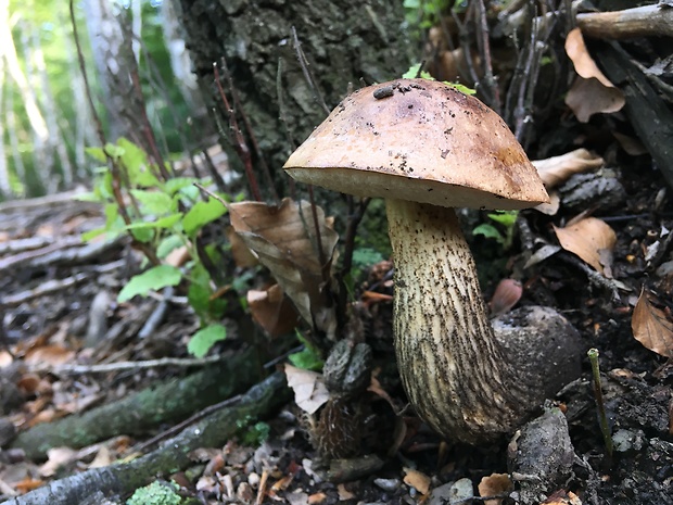 kozák brezový Leccinum scabrum (Bull.) Gray