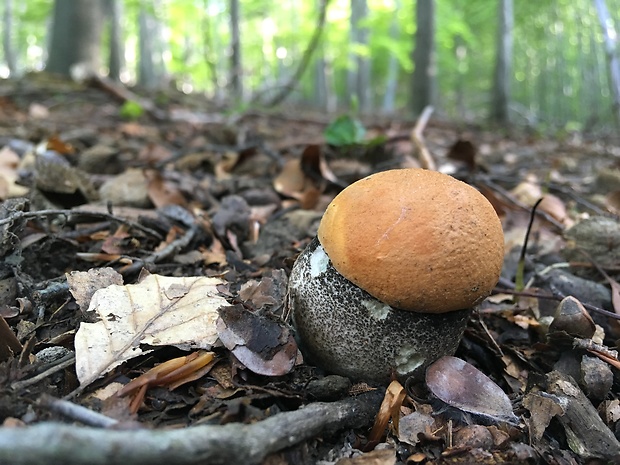 kozák žltooranžový Leccinum versipelle (Fr. & Hök) Snell