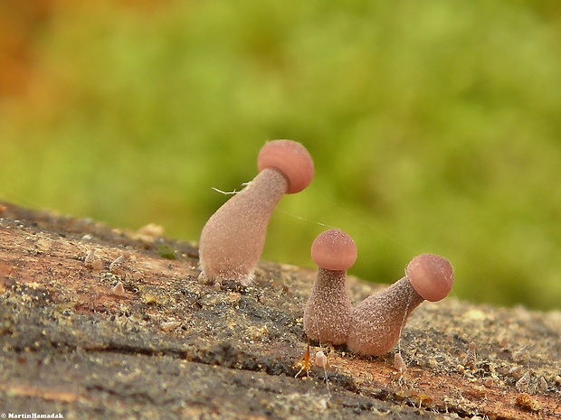 prilbička Mycena sp.