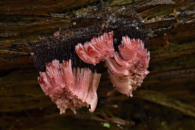 pazderka Stemonitis sp.