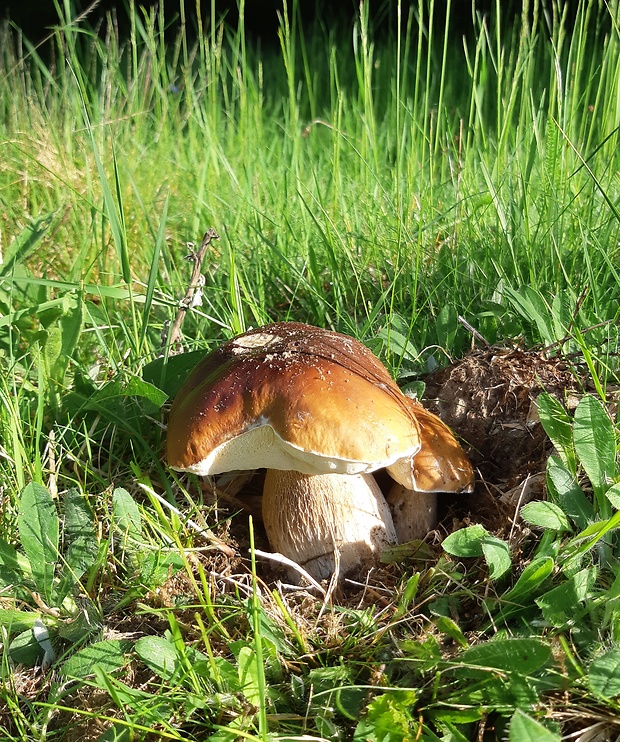 hríb smrekový Boletus edulis Bull.