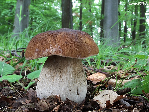 hríb smrekový Boletus edulis Bull.