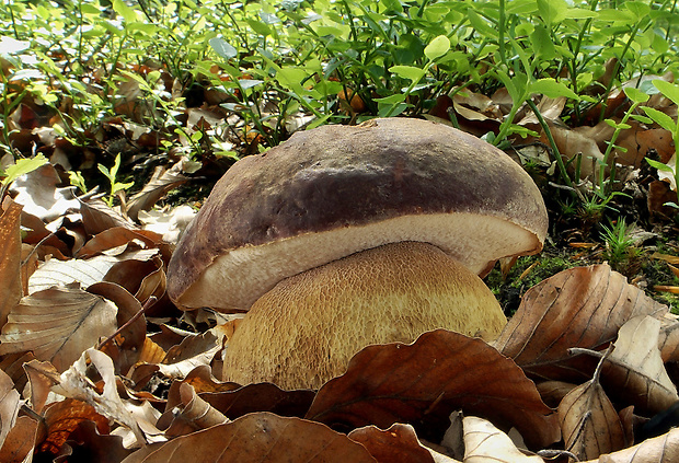 hríb sosnový Boletus pinophilus Pil. et Dermek in Pil.