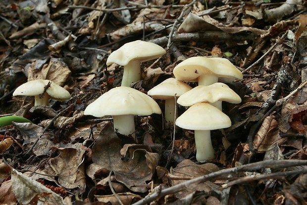 čírovnica májová Calocybe gambosa (Fr.) Donk