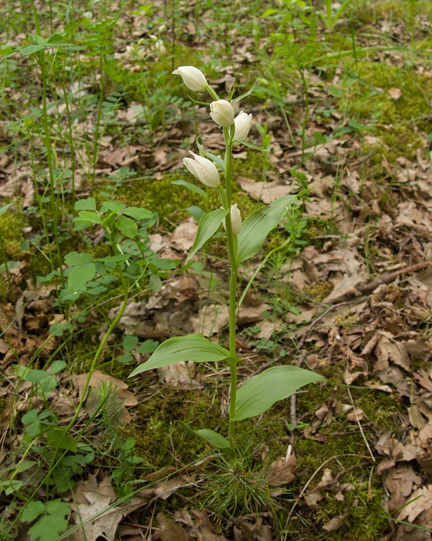 prilbovka biela Cephalanthera damasonium (Mill.) Druce