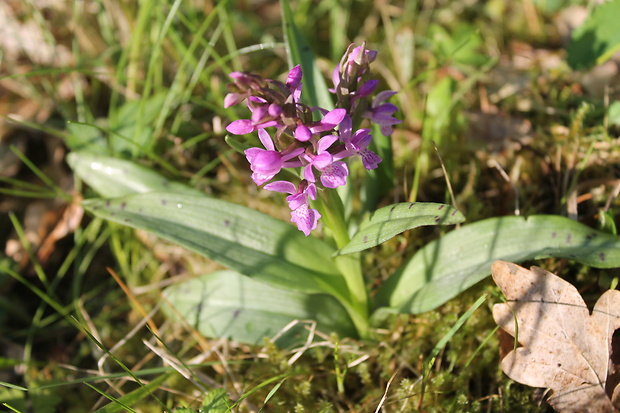 vstavačovec májový pravý Dactylorhiza majalis subsp. majalis (Reincherb.) Hunt & Summerh.