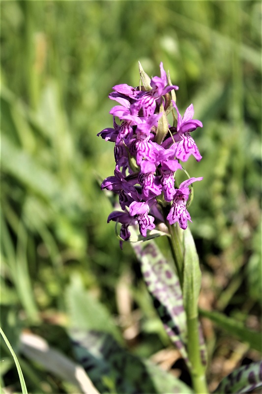 vstavačovec májový pravý Dactylorhiza majalis subsp. majalis (Reincherb.) Hunt & Summerh.