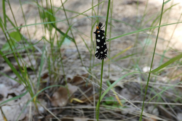 moľa ozdobná Euplocamus anthracinalis