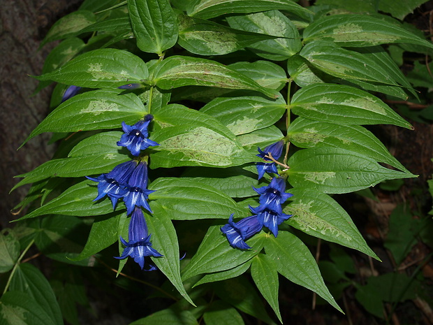 horec luskáčovitý Gentiana asclepiadea L.