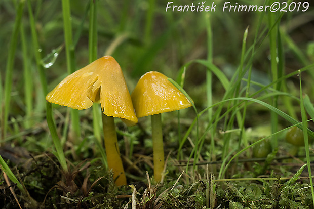 lúčnica žltozelená Gliophorus psittacinus (Schaeff.) Herink