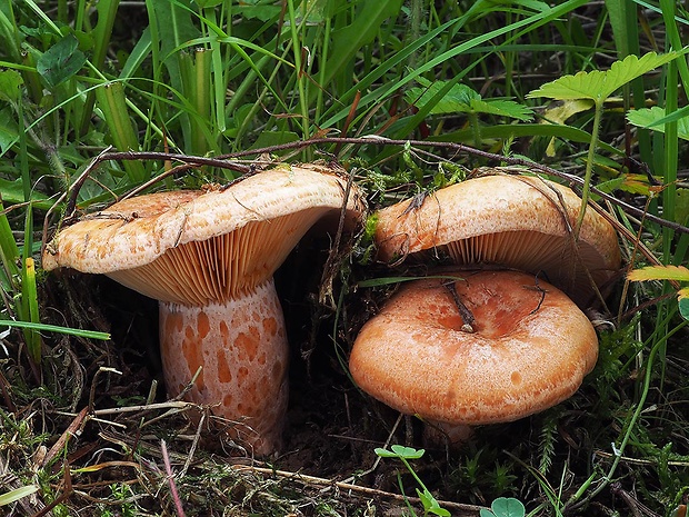 rýdzik pravý Lactarius deliciosus (L.) Gray