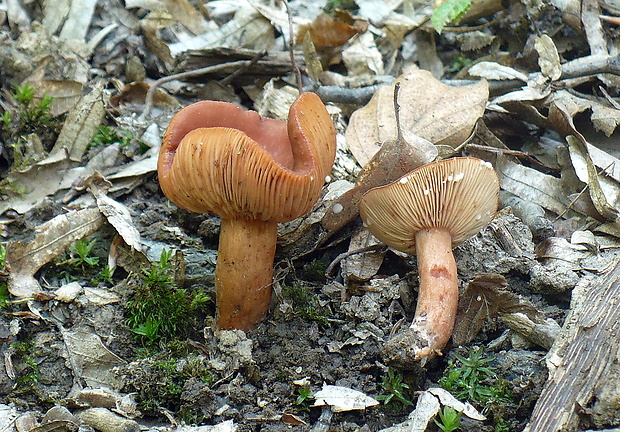 rýdzik Lactarius sp.