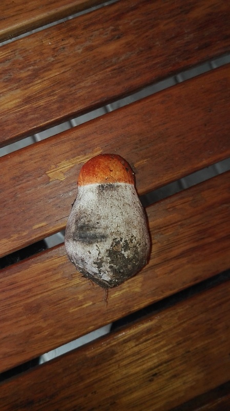 kozák Leccinum aerugineum (Fr.) Lannoy & Estadès