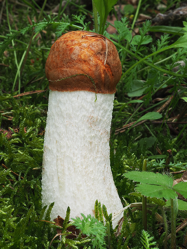 kozák osikový Leccinum albostipitatum den Bakker & Noordel.