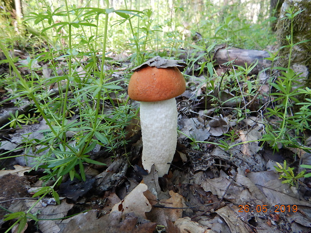 kozák osikový Leccinum albostipitatum den Bakker & Noordel.