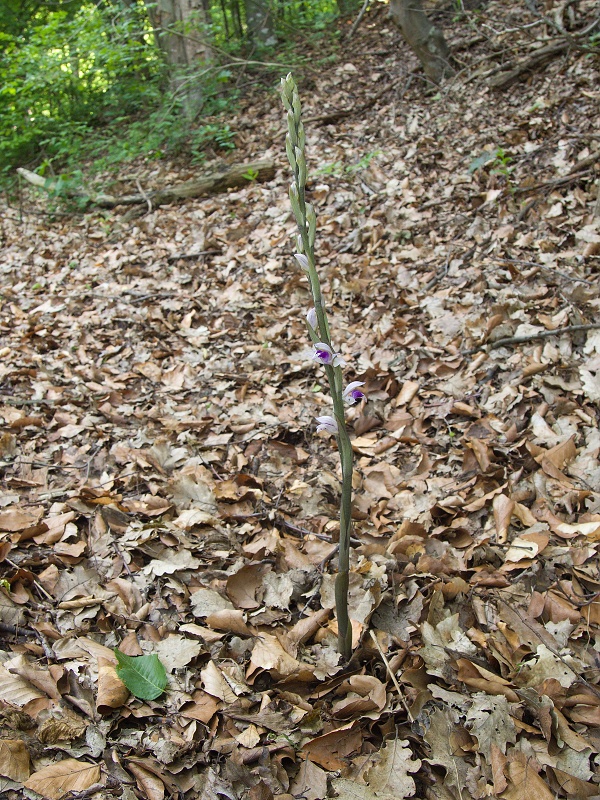 modruška pošvatá Limodorum abortivum (L.) Sw.