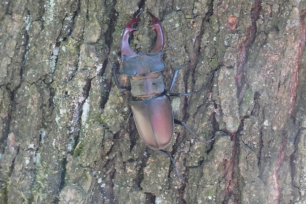 roháč obyčajný Lucanus cervus