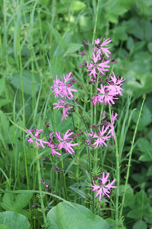 kukučka lúčna Lychnis flos-cuculi L.