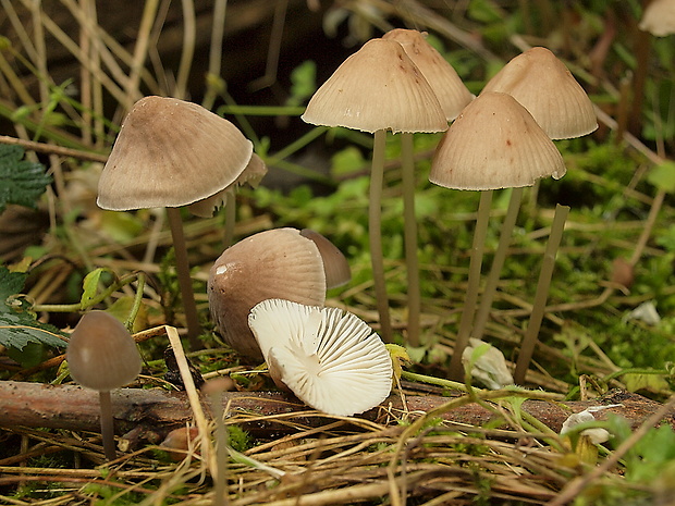 prilbička Mycena sp.