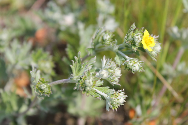 nátržník zlatý Potentilla aurea L.