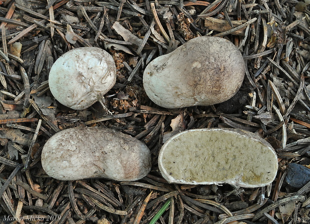 koreňovec Rhizopogon marchii (Bres.) Zeller & C.W. Dodge