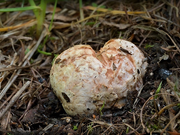 koreňovec Rhizopogon sp.